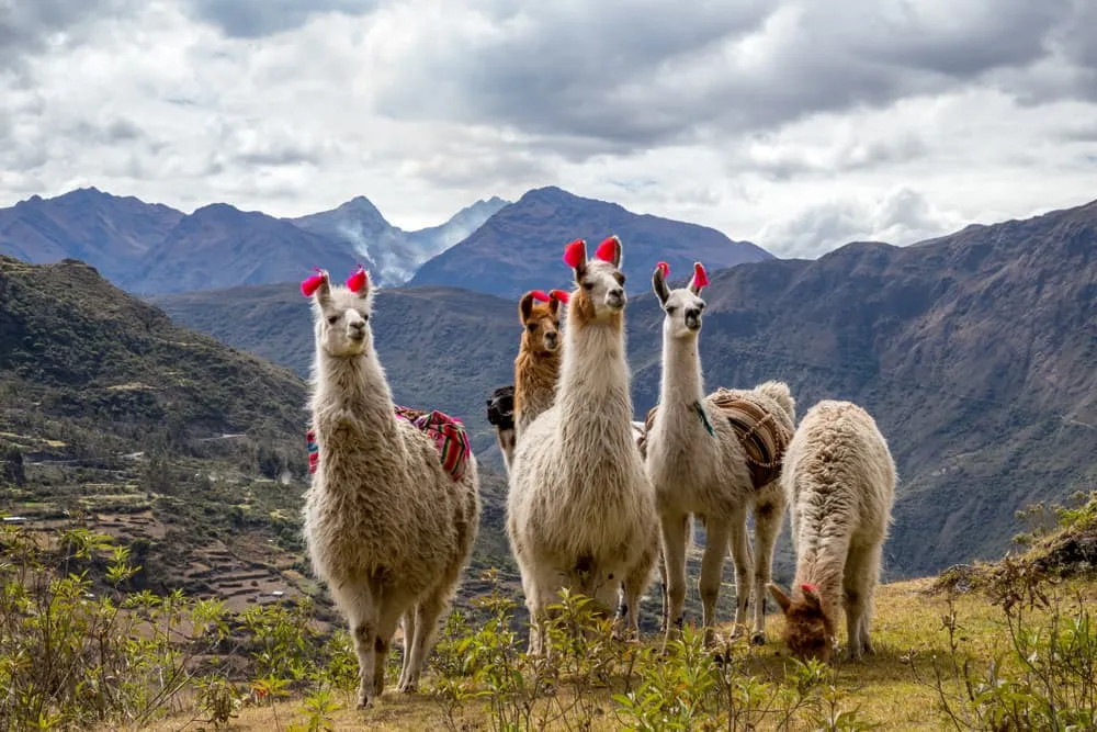 llamas-lares-trek-macchu-pichu-4-day-inkaland-treks llamas-lares-trek-macchu-pichu-4-day-inkaland-treks